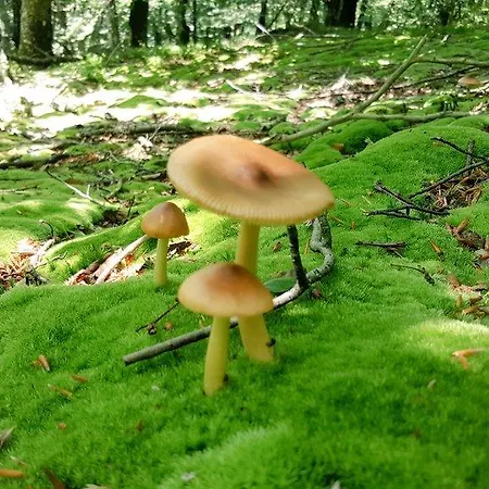 Koikili Aterpetxea *