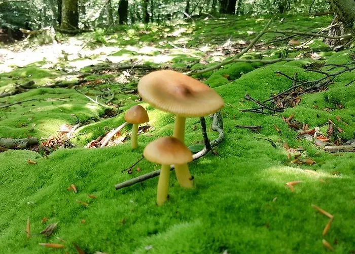 考齐里阿特佩特旅舍 *